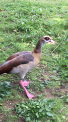 Alopochen aegyptiaca