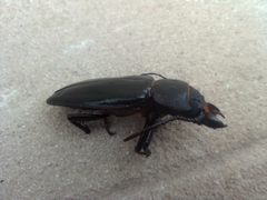 Mallodon spinibarbis