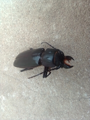 Mallodon spinibarbis