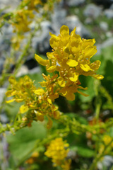 Sisymbrium austriacum