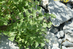 Sisymbrium austriacum