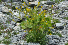 Sisymbrium austriacum