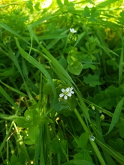 Stellaria neglecta