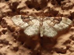 Idaea rusticata