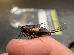 Birrima castanea