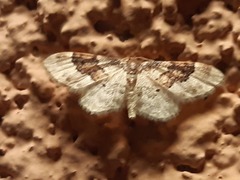 Idaea rusticata
