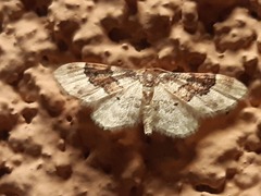 Idaea rusticata