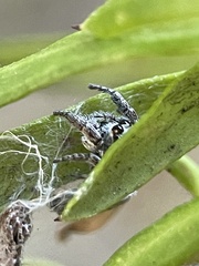 Paraphilaeus daemeli