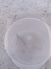 Gasteruption jaculator