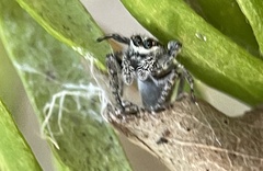 Paraphilaeus daemeli