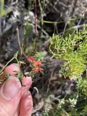 Indigofera candicans
