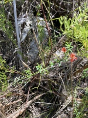 Indigofera candicans