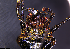 Gigadema