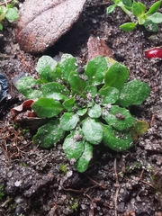 Arabidopsis thaliana