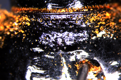 Gigadema