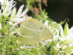 Aphrissa statira statira