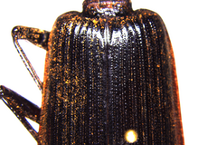 Gigadema