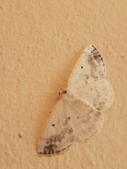Lomographa temerata