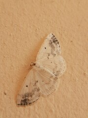 Lomographa temerata