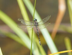 Eusynthemis brevistyla