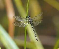 Eusynthemis brevistyla