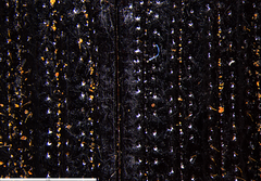 Gigadema