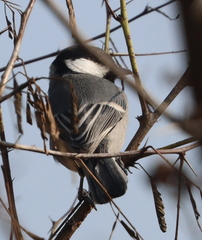 Parus cinereus