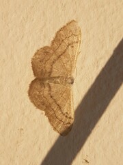 Idaea deversaria