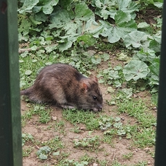 Rattus rattus