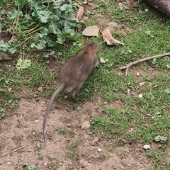 Rattus rattus