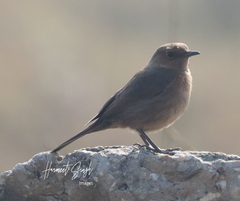Oenanthe fusca