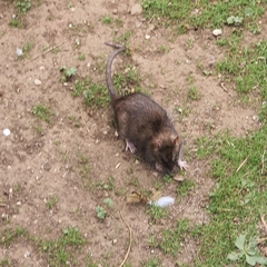 Rattus rattus