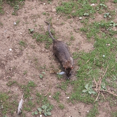 Rattus rattus