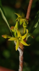 Cryptolepis oblongifolia