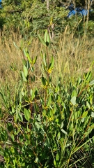 Cryptolepis oblongifolia