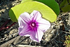 Ipomoea pes-caprae brasiliensis