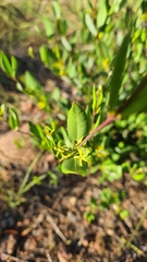 Cryptolepis oblongifolia