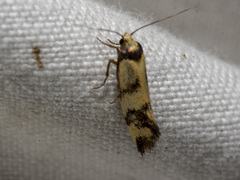 Olbonoma triptycha