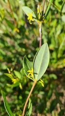 Cryptolepis oblongifolia