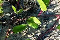 Ipomoea pes-caprae brasiliensis