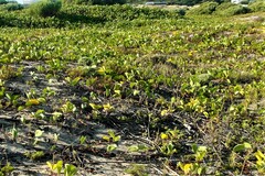 Ipomoea pes-caprae brasiliensis