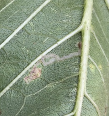 Phytomyza syngenesiae