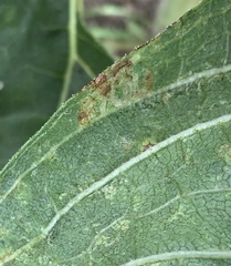 Phytomyza syngenesiae