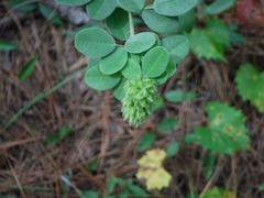 Lespedeza hirta