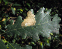 Tischeria ekebladella