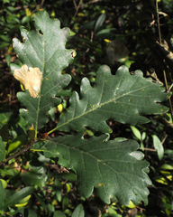 Tischeria ekebladella