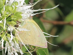 Aphrissa statira statira