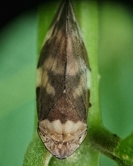 Ptyelinellus praefractus