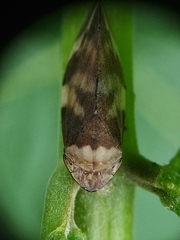 Ptyelinellus praefractus