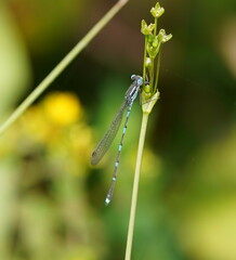 Austrolestes leda